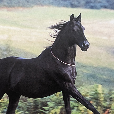 Horse Copper Neck Chain