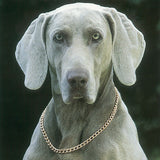 Original Copper Dog Collar